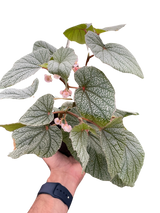 Begonia 'Frosty' indoor plant