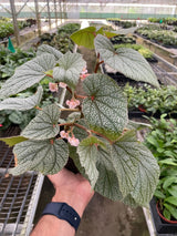 Begonia 'Frosty' indoor plant