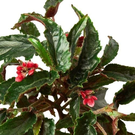 Begonia 'Miss Milly' indoor Plant