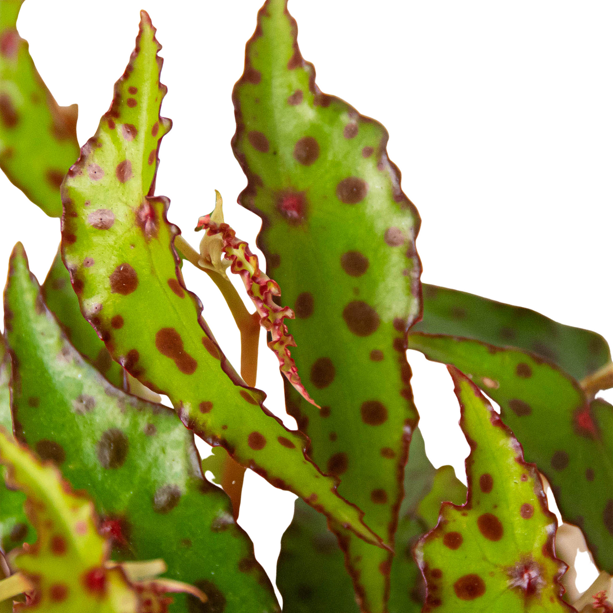 Begonia 'Pink Spotted' indoor plant