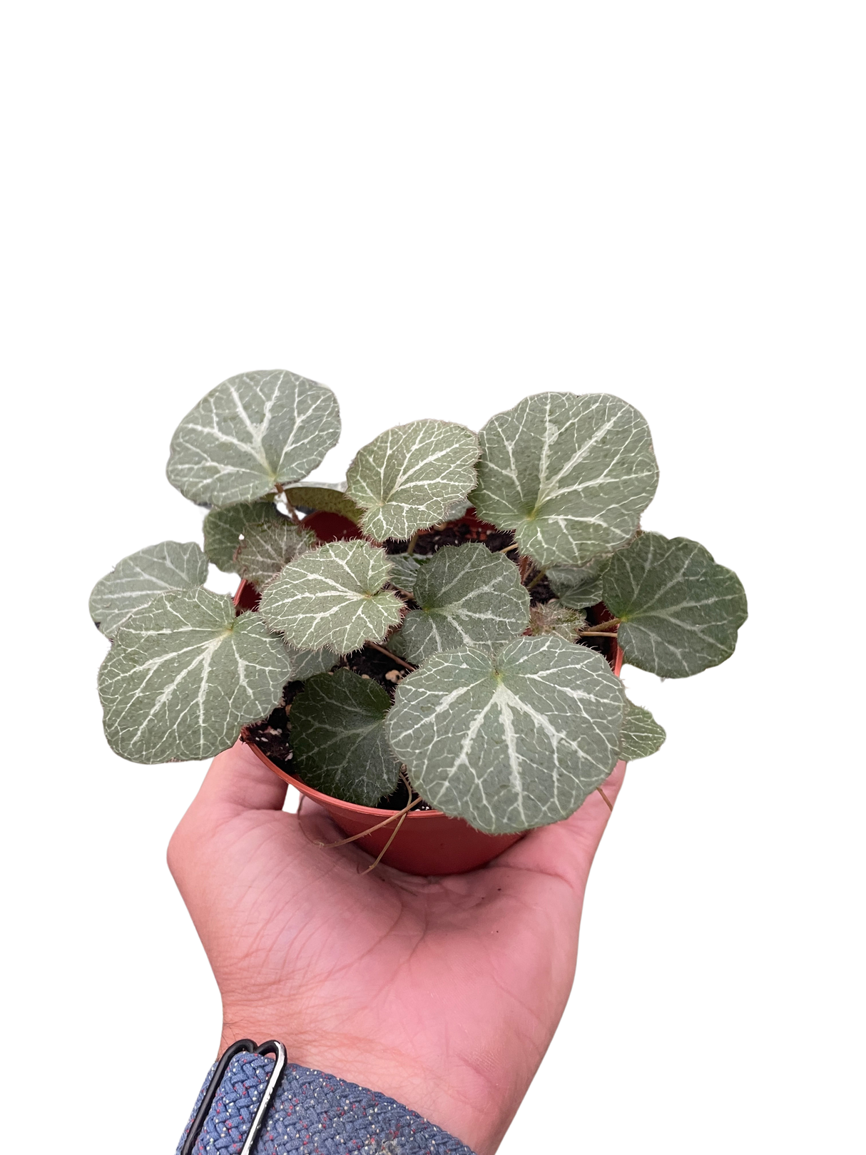 Begonia 'Strawberry' indoor plant