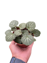 Begonia 'Strawberry' indoor plant