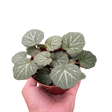 Begonia 'Strawberry' indoor plant