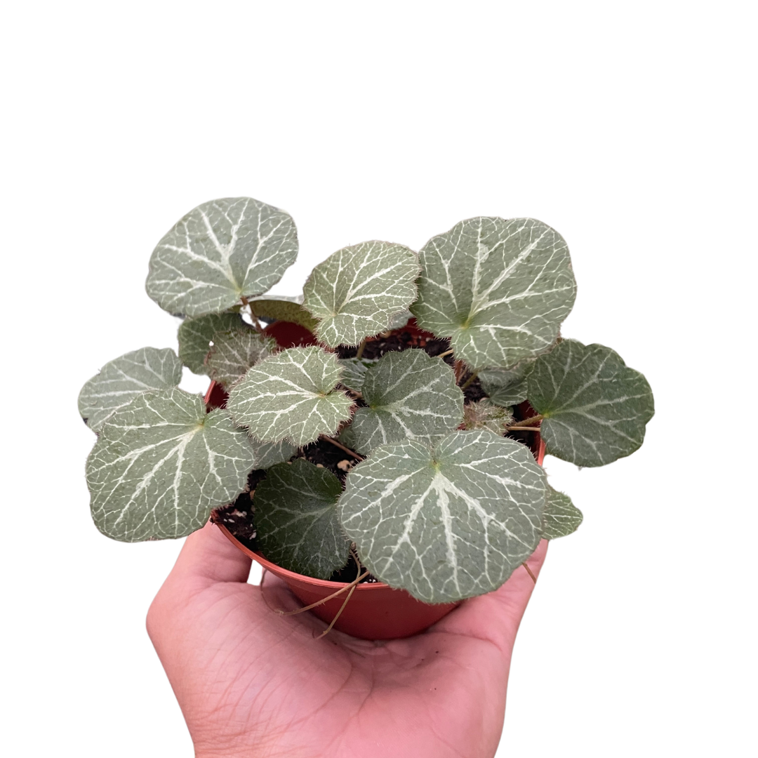 Begonia 'Strawberry' indoor plant