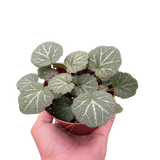 Begonia 'Strawberry' indoor plant