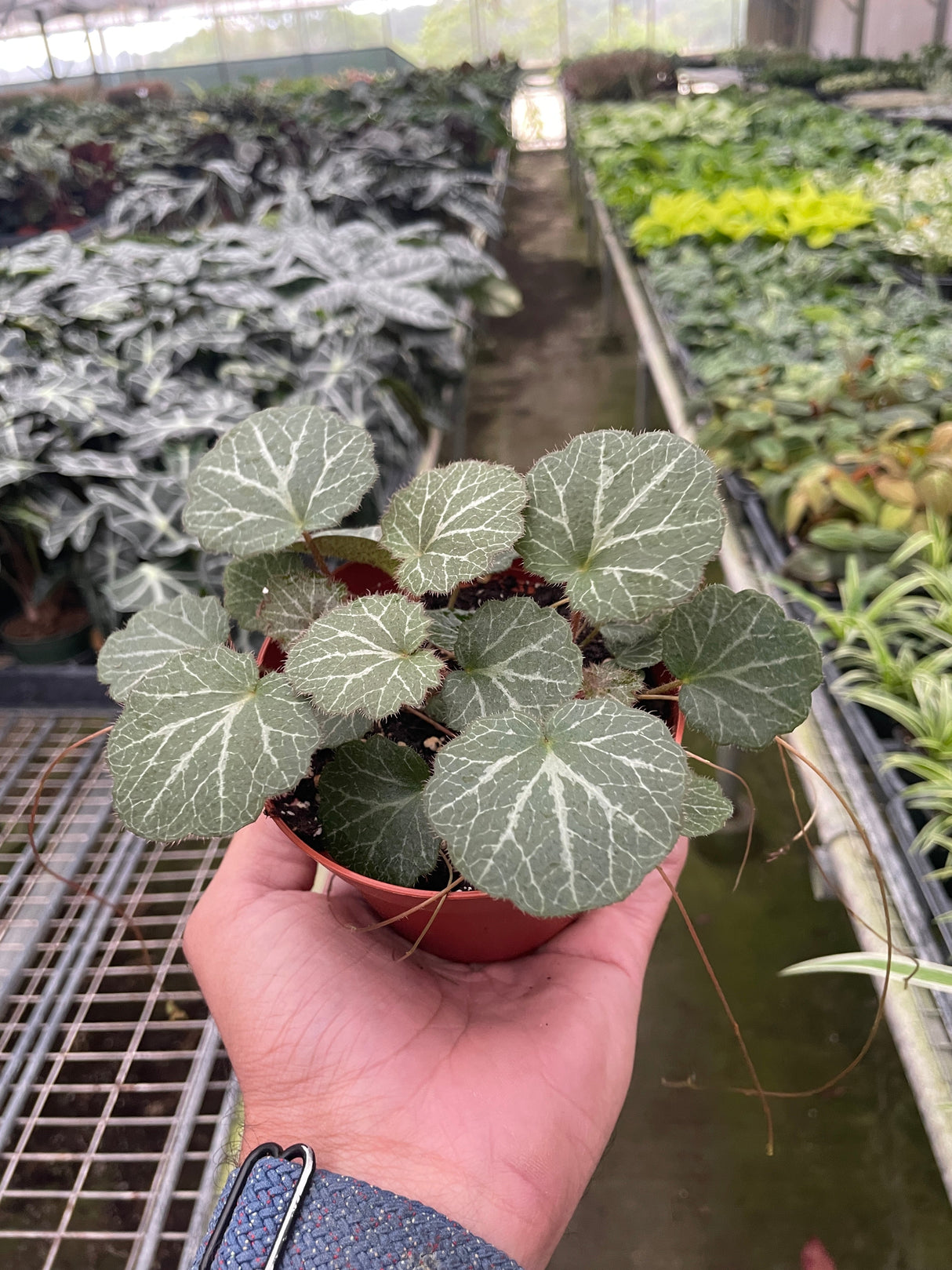 Begonia 'Strawberry' indoor plant