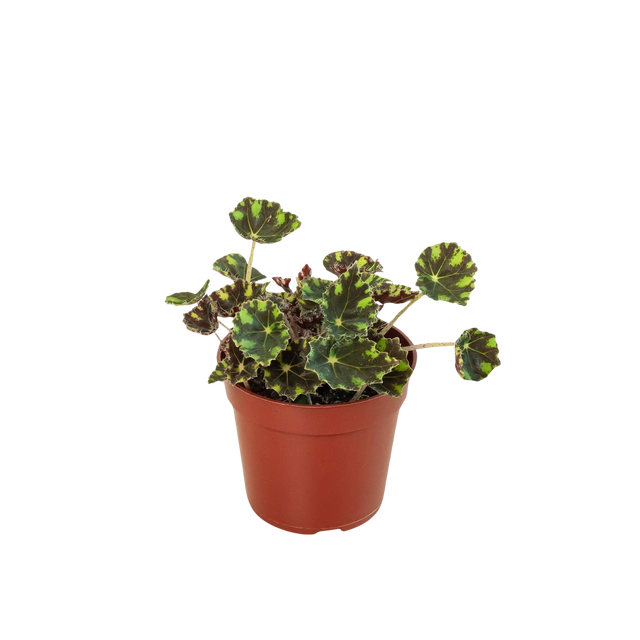 Begonia Tiger Paws - 4" Pot