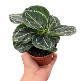 Calathea 'Green Goddess'