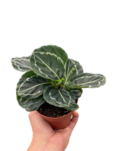 Calathea 'Green Goddess'