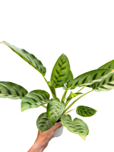 Calathea Leopardina