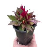 Celosia