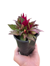 Celosia