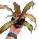 Cryptanthus 'Calypso'