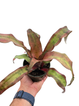 Cryptanthus 'Calypso'