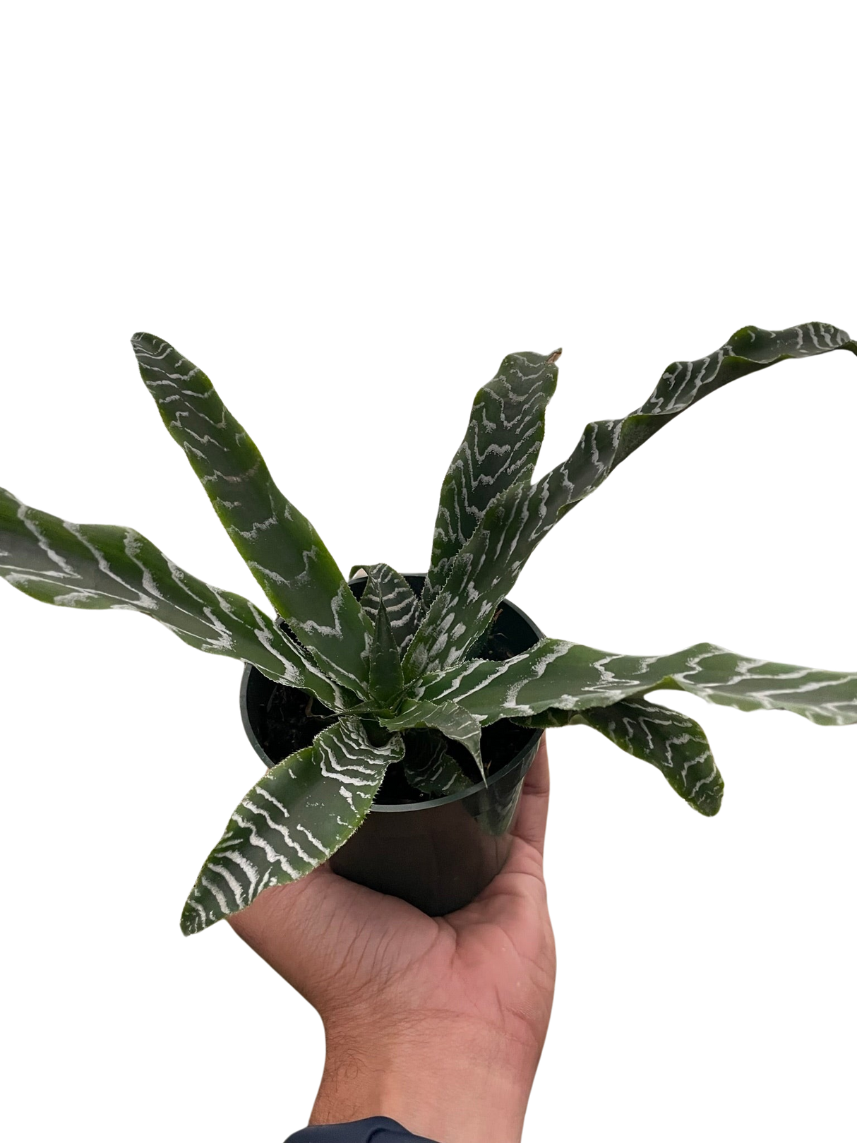 Cryptanthus 'Betty' indoor plant