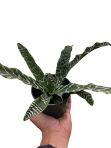 Cryptanthus 'Betty' indoor plant