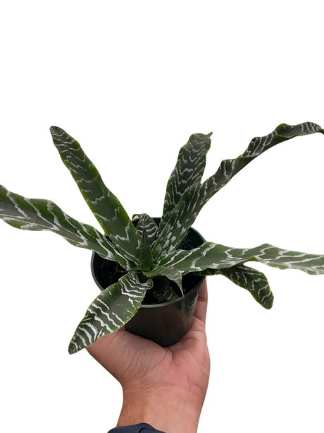 Cryptanthus 'Betty' indoor plant