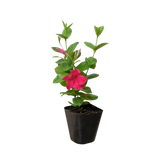 Dipladenia Premier Hot Pink