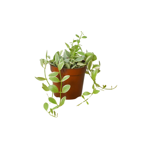 Succulent Dischidia Cascade indoor houseplant