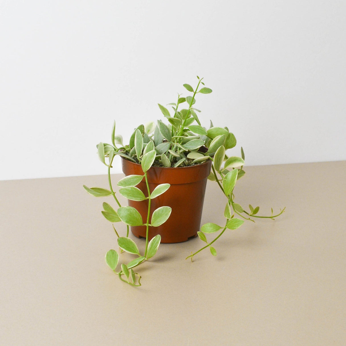 Succulent Dischidia Cascade indoor houseplant