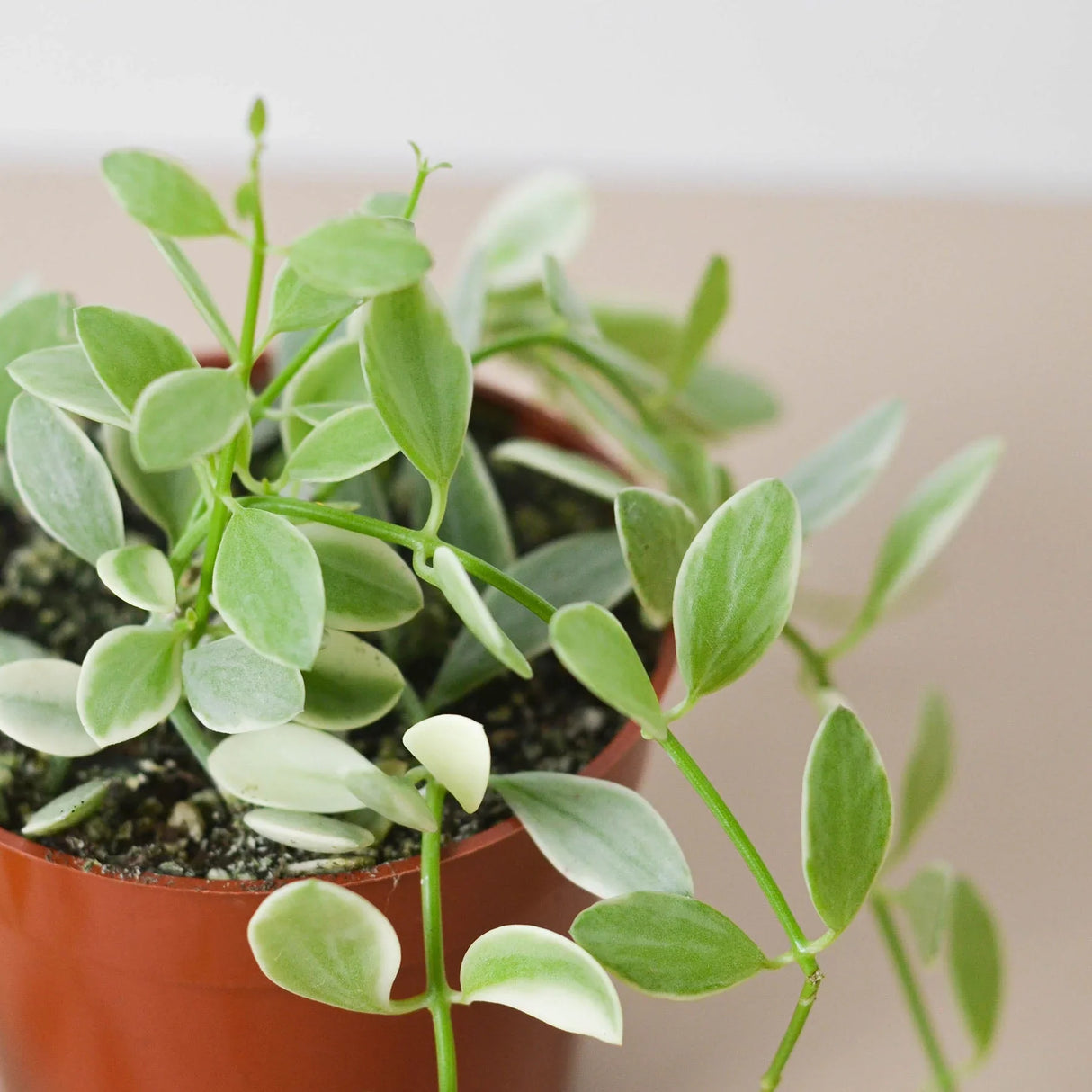 Succulent Dischidia Cascade indoor houseplant