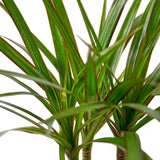 Dracaena Marginata Cane indoor house plant