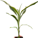 Dracaena 'Sanderiana'