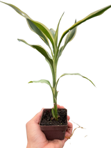 Dracaena 'Sanderiana'