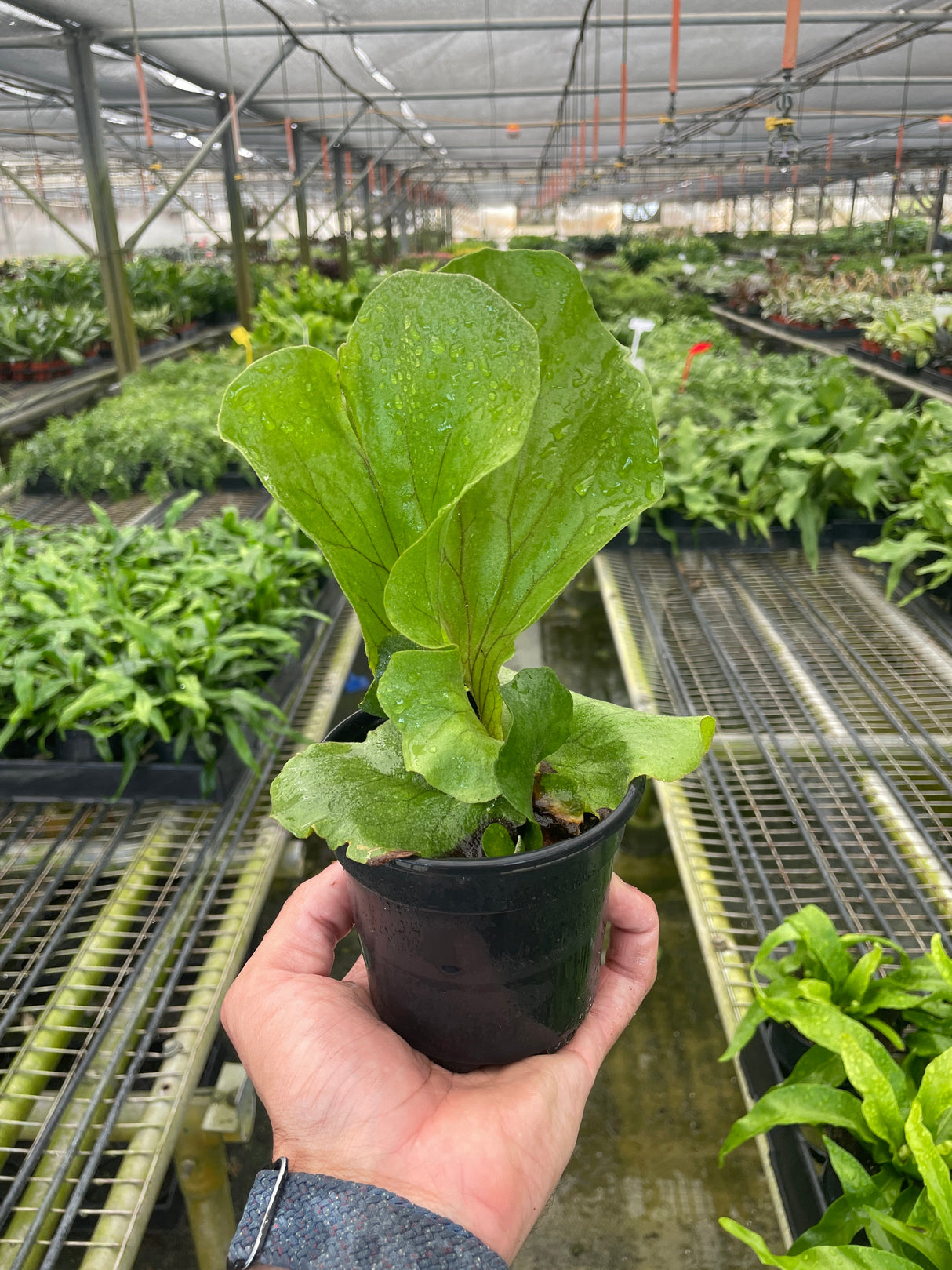 Fern 'Elephant' indoor house plant