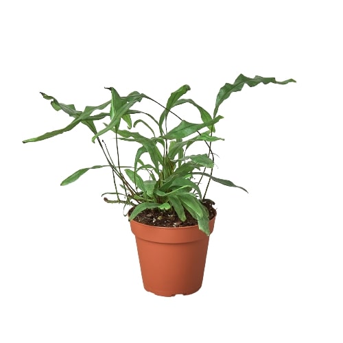 Fern 'Kangaroo Paw' indoor house plant