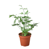 Fern 'Silver Lace' indoor house plant