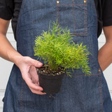 Fern 'Sprengeri' indoor house plant