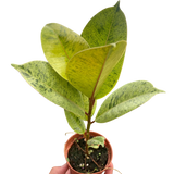 Ficus 'shivereana' (Moonshine) indoor house plant