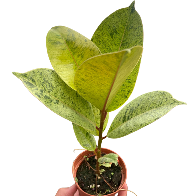 Ficus 'shivereana' (Moonshine) indoor house plant