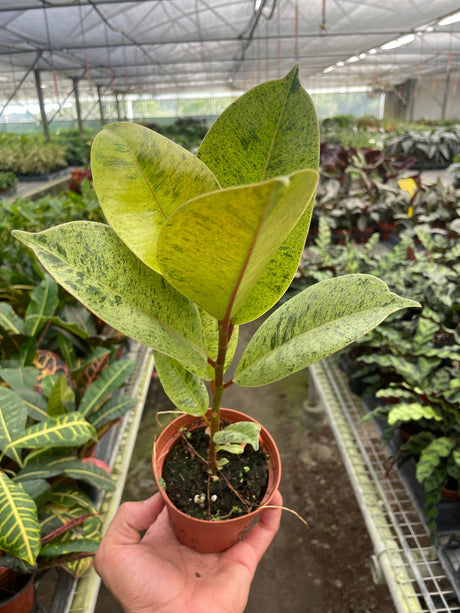 Ficus 'shivereana' (Moonshine) indoor house plant