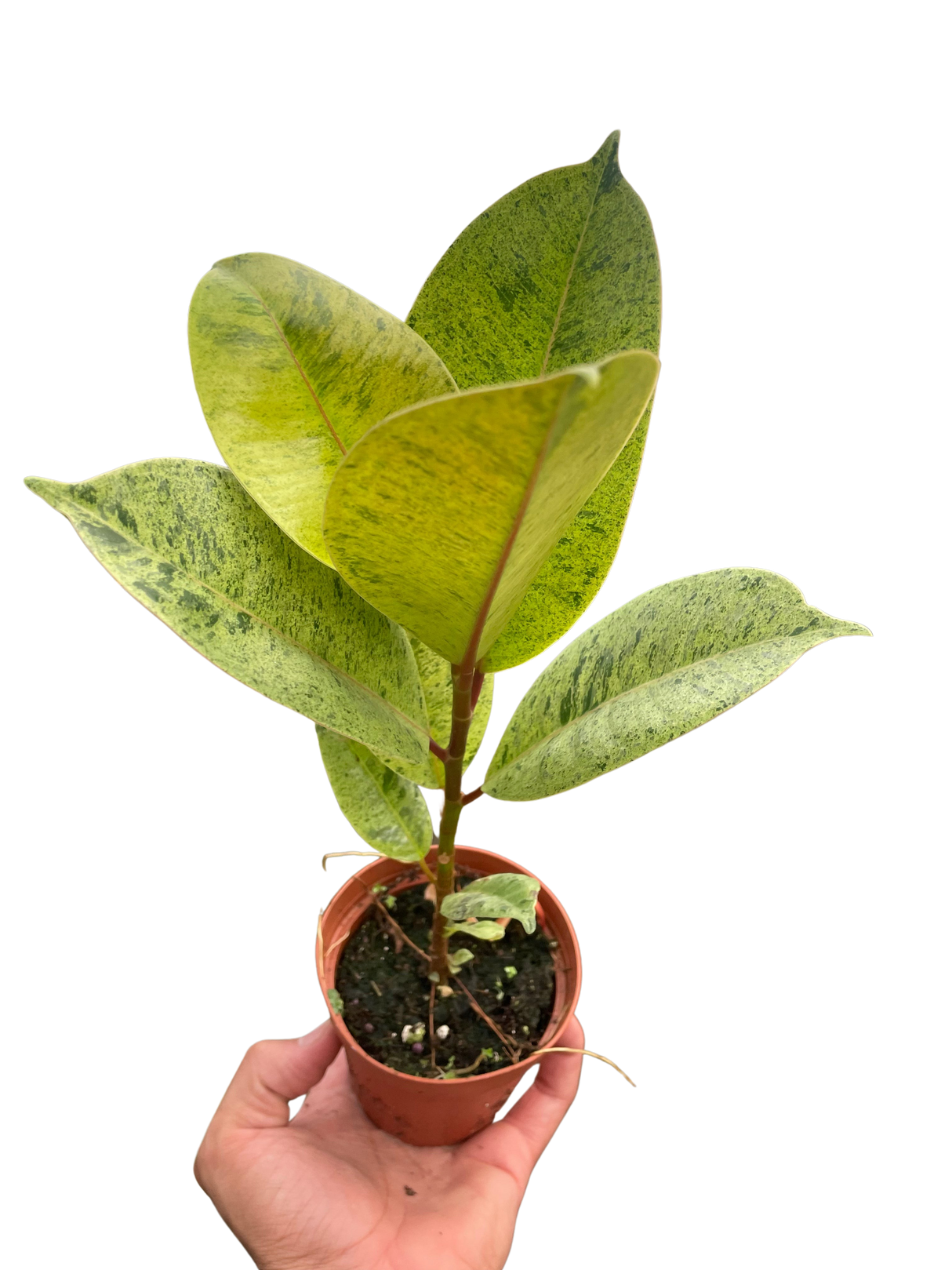 Ficus 'shivereana' (Moonshine) indoor house plant