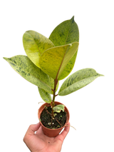 Ficus 'shivereana' (Moonshine) indoor house plant