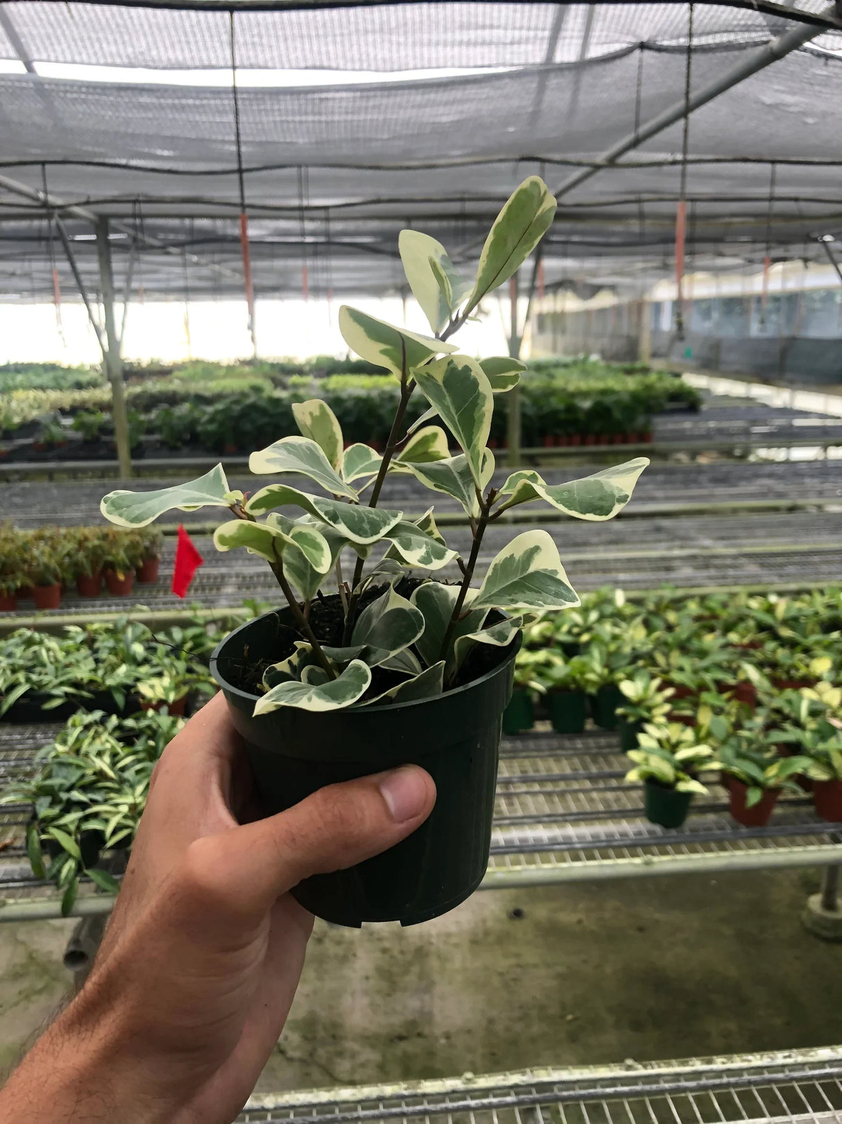 Ficus Elastica 'Triangularis' Variegated indoor house plant