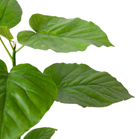 Ficus 'Umbellata' indoor house plant