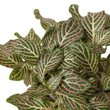 Fittonia 'Pink' indoor house plant