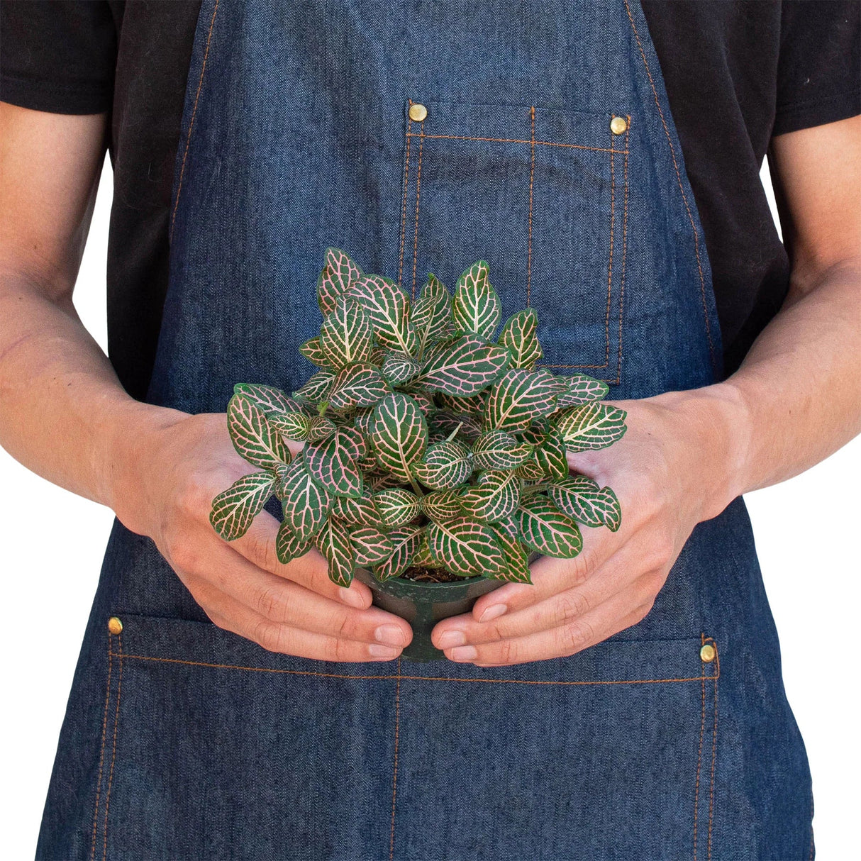 Fittonia 'Pink' indoor house plant