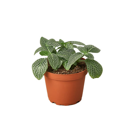 Fittonia 'White Nerve Plant' indoor houes plant