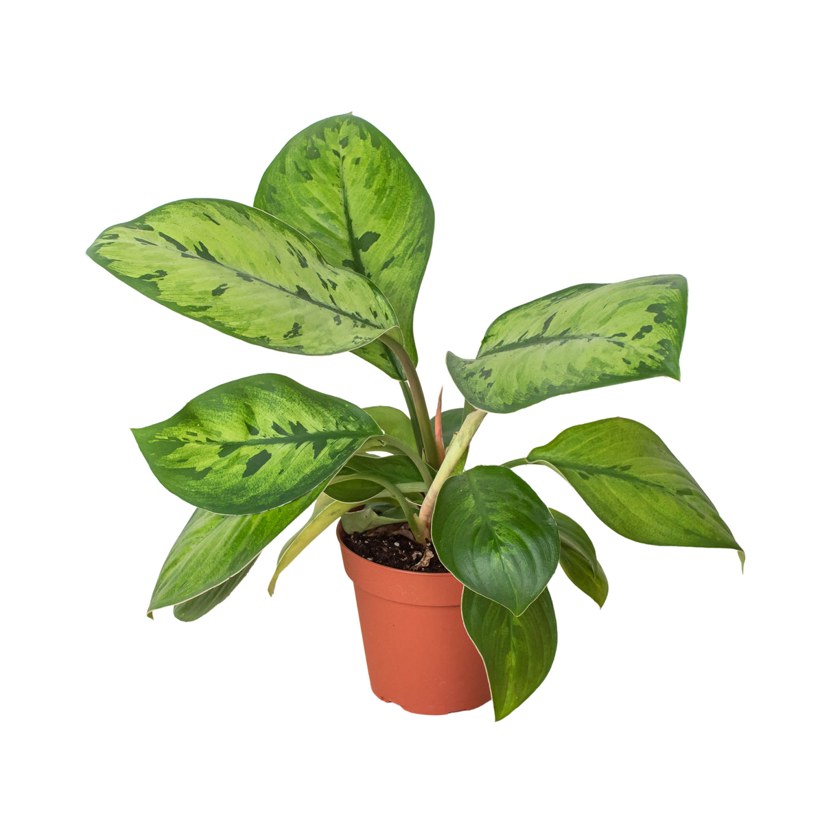 Homalomena 'Selby' indoor house plant