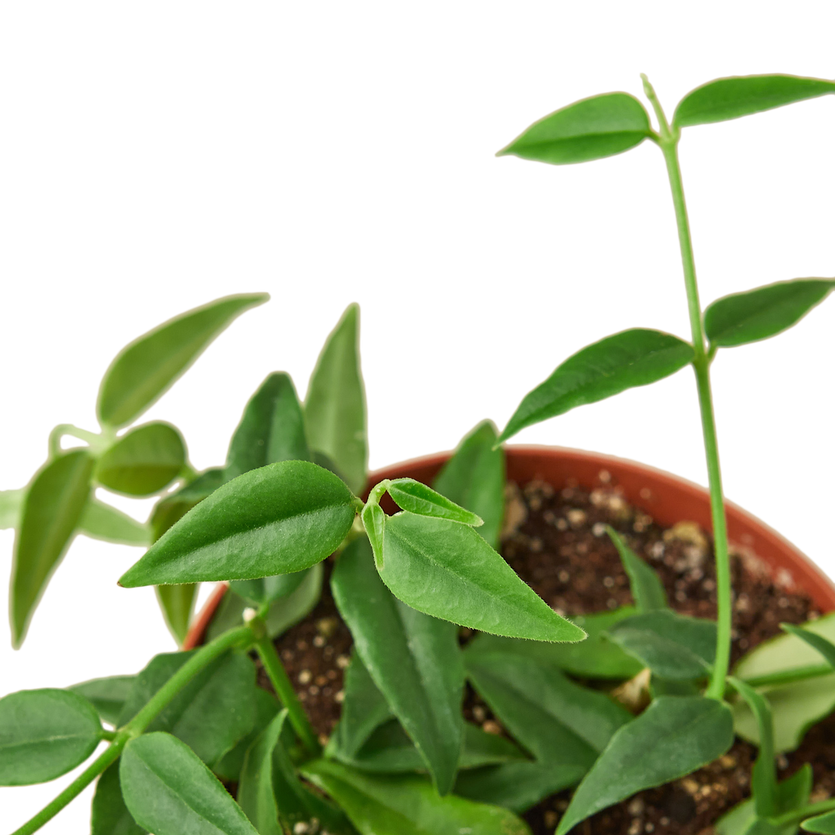 Hoya Bella indoor house plant