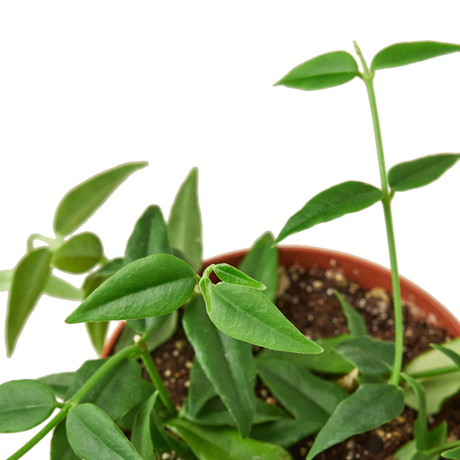 Hoya Bella indoor house plant