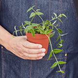 Hoya Bella indoor house plant