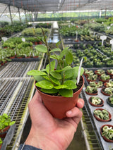 Hoya Bilobata indoor house plant