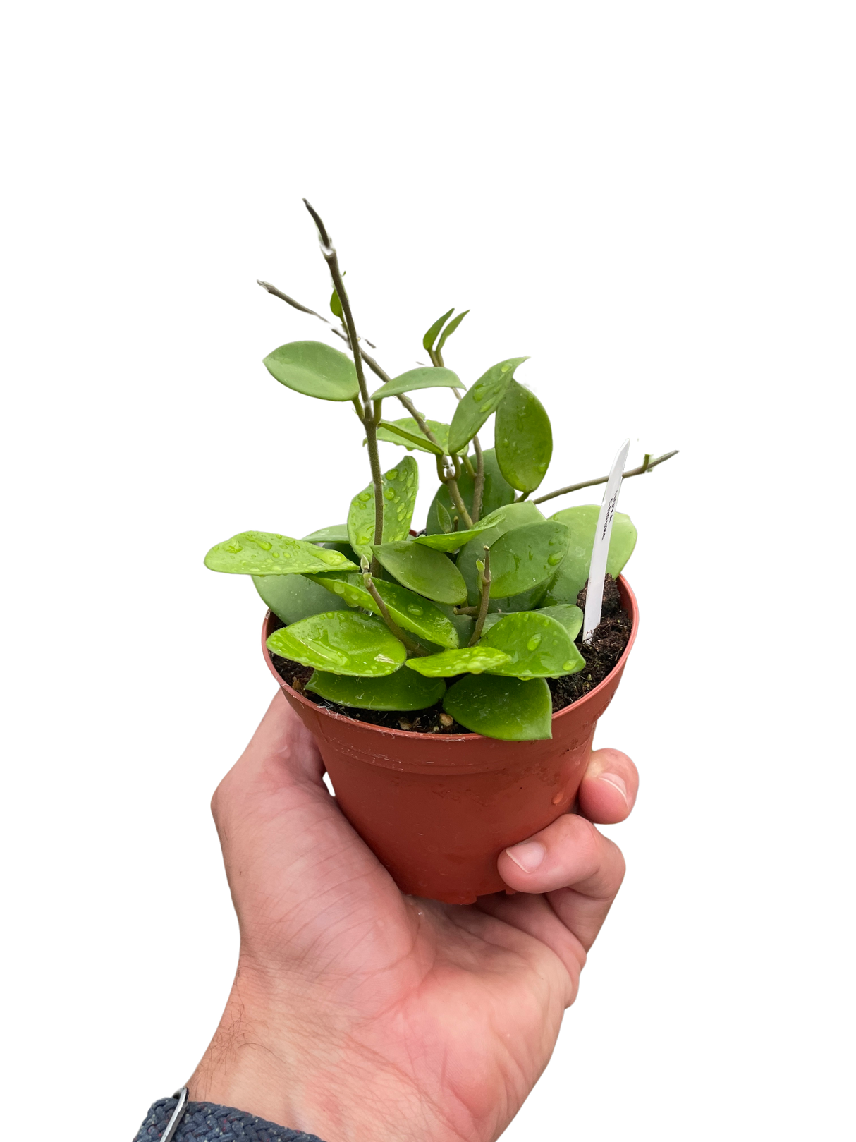 Hoya Bilobata indoor house plant