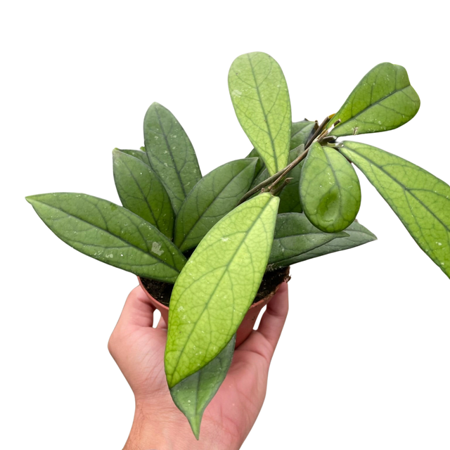 Hoya 'Crassipetiolata' indoor house plant