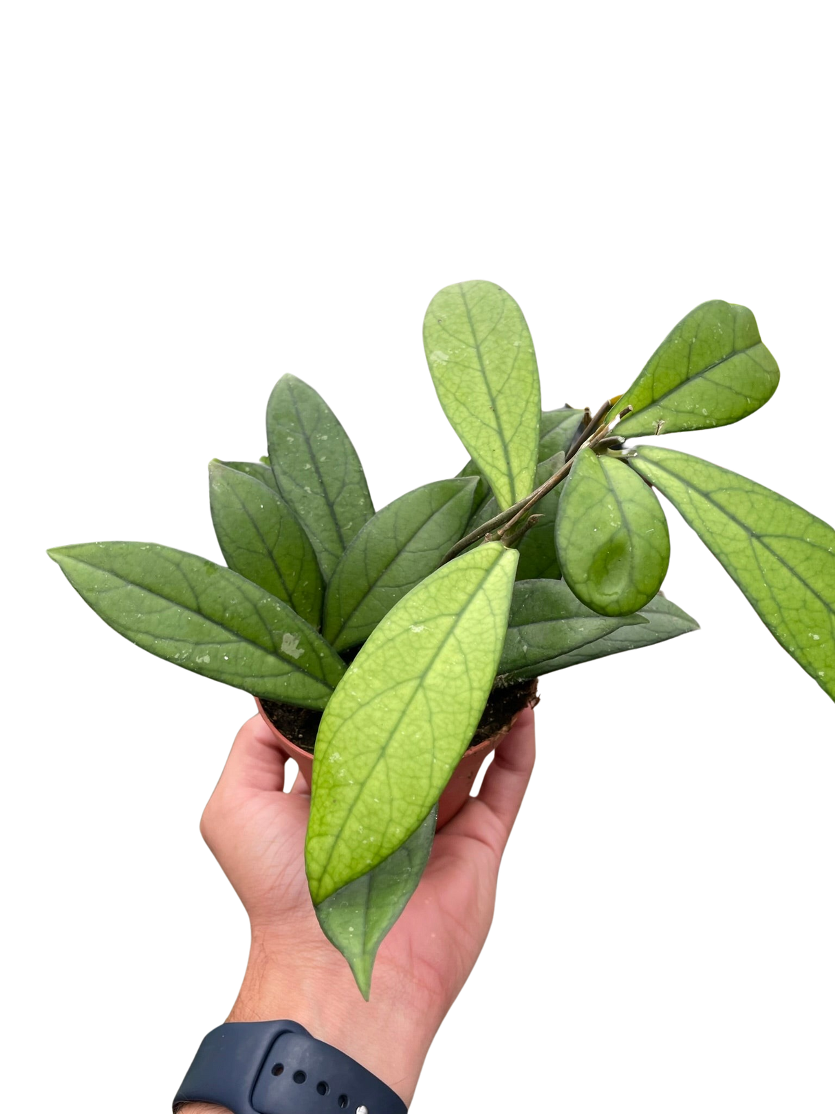 Hoya 'Crassipetiolata' indoor house plant